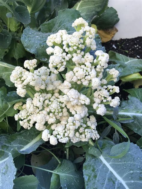 Is Something Wrong With My Cauliflower Northern California Bay Area