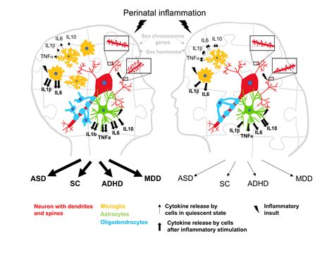 ijms free full text sex dependent effects of perinatal inflammation on the brain