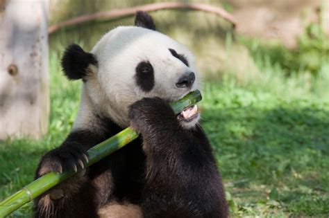Bear Necessities Low Metabolism Lets Pandas Survive On Bamboo The