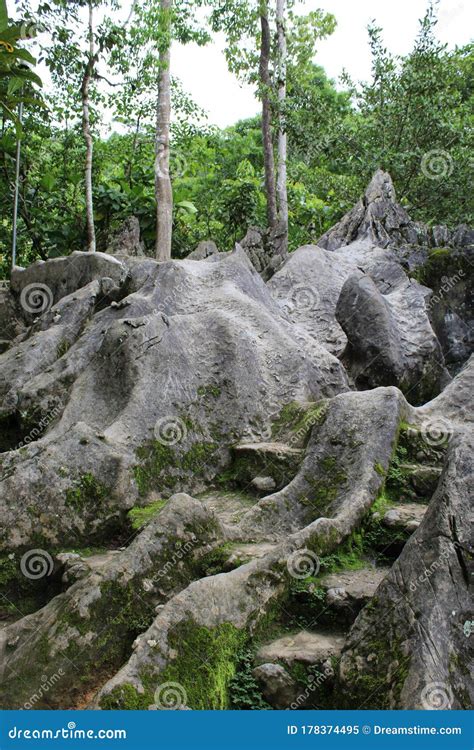 Natural Rocks In The Rainforest Stock Image Image Of Bamboo