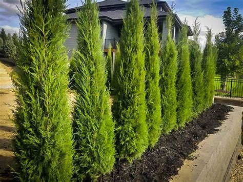 356 likes · 7 talking about this. Taylor Juniper | Tropical landscaping, Landscape, Trees to ...