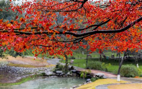 Rain Beautiful Autumn Maple Leaf Fresh Photography Wallpapers Hd