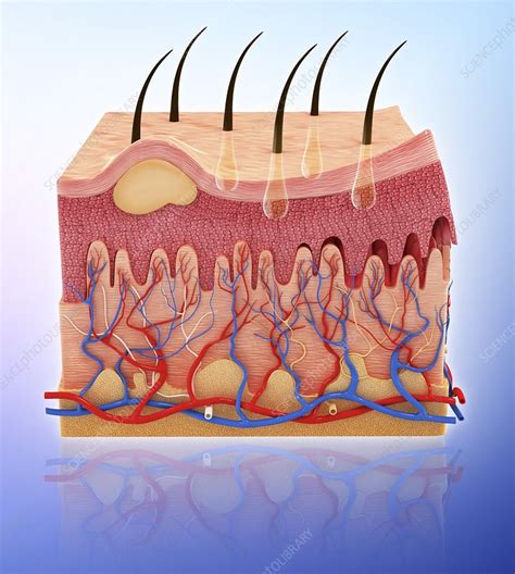 Human Skin Artwork Stock Image F0087083 Science Photo Library