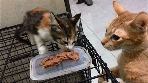 Very Hungry Kitten Eating Food And Cat Stealing Kittens Food Rescue