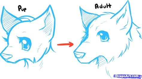 How To Draw Anime Wolves Anime Wolves Step By Step