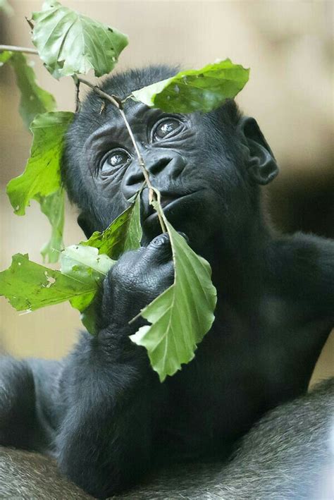 A Cute Baby Gorilla Adorable Cute Baby Animals Baby Gorillas