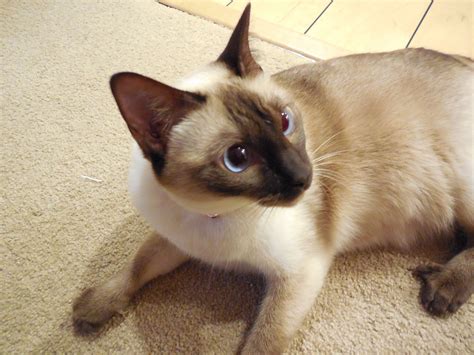 Lily My Chocolate Point Siamese Cat Siamese Cats Cat Pics Cats