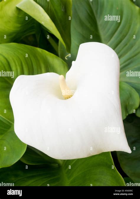 Arum Lily Plant Zantedeschia Aethiopica In Flower Stock Photo Alamy