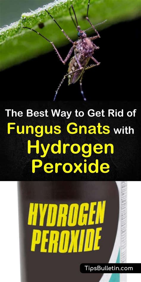The Best Way To Get Rid Of Fungus Gnats With Hydrogen Peroxide How To