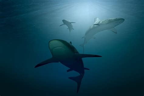 Sharks Use Earths Magnetic Field To Navigate Oceans Study Steamdaily