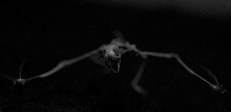 Brown Bat Skeleton Articulated Skeleton Linda Flickr