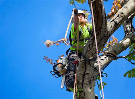 Find Tree Surgeons Near Me Checkatrade