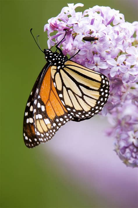 Flowers That Attract Monarch Butterflies