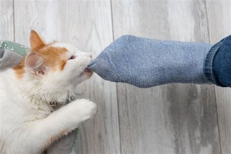 A Domestic Cat Grabbed Her Teeth On A Sock Dressed On Her Leg Stock