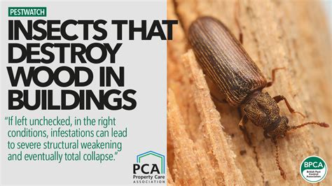 Pestwatch Insects That Destroy Wood In Buildings