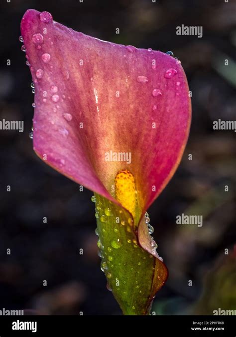 Close Up Of A Pink Calla Lily Zantedeschia Aethiopica Also Known As A