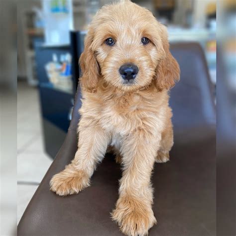 Check out okefeild acres available and upcoming mini teddybear goldendoodle puppies prepared for therapy, service work and excellent family pets. F1 MINI GOLDENDOODLE | MALE | ID:0148-JY - Central Park ...