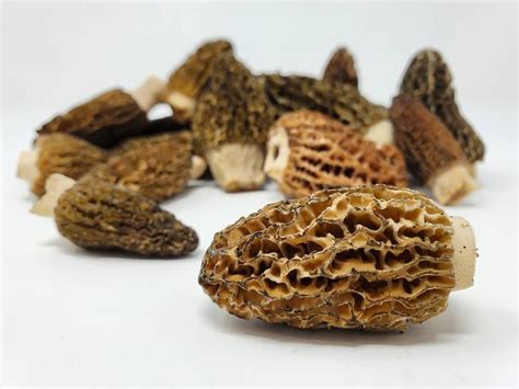 Wild Morel Mushrooms In Stock Now Mikuniwildharvest Wildmushrooms