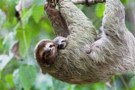 Close Up Of A Brown Throated Sloth And Her Baby Hanging From A Tree