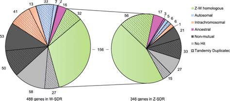 A Willow Sex Chromosome Reveals Convergent Evolution Of Complex Palindromic Repeats Genome