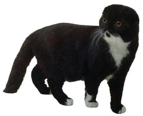 No software, 100% free to change your photo in black & white without photoshop® in less than 6 seconds ! 31 Very Beautiful Black Scottish Fold Cat Pictures And Photos