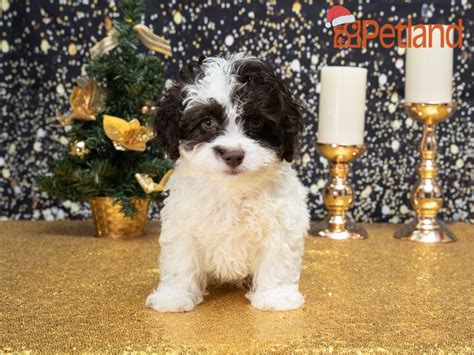 Extremely affectionate and inquisitive, the havapoo is a mix between a havanese and a miniature or toy poodle. Puppies For Sale in 2020 | Havapoo puppies, Puppy friends ...