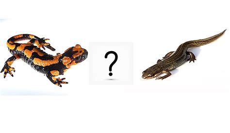 What Are The Differences Between Salamanders And Newts Worldatlas