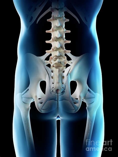 Male Hip Bones Photograph By Sebastian Kaulitzki Science Photo Library Pixels