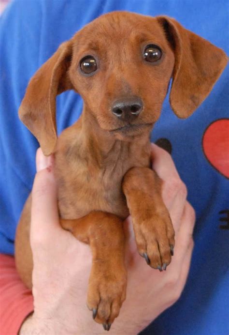 55 rescue dachshund for adoption photo bleumoonproductions