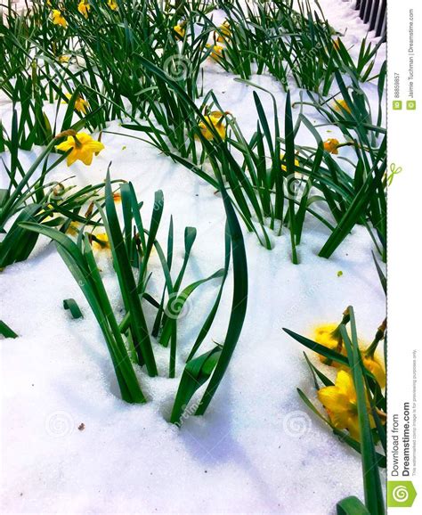 Daffodils In Snow Stock Image Image Of Easter Iron 88859857