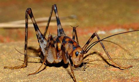 Your comment must be in english or it will be removed. How to Get Rid of Crickets inside Your House Forever [9 ...