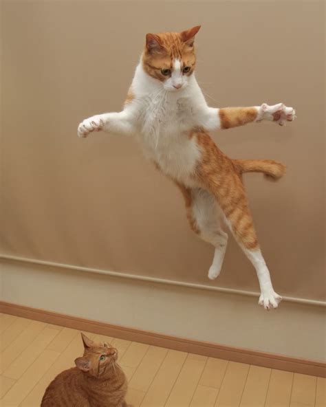 World Jump Day 22 Amazing Cats In Flight Pictures Cats Dancing Cat