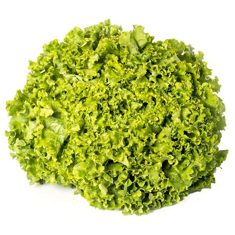 Lechuga Italiana Cual Es La Lechuga Italiana Beneficios Y Que Aporta