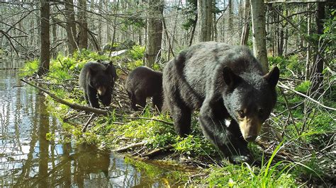 Bears Appalachian Trail Conservancy