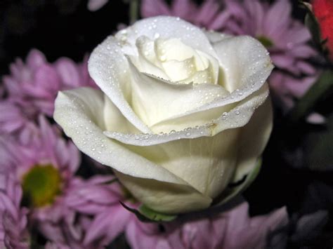 Kumpulan Gambar Bunga Mawar Putih Yang Cantik And Indahblog Bunga