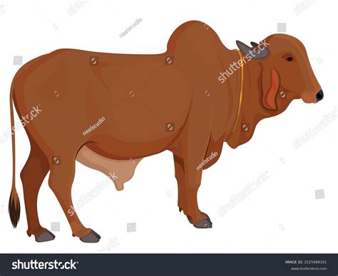 93 Brahman Cattle Breeds Vectors Images Stock Photos And Vectors