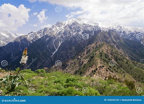 Chimgan Mountains Uzbekistan Stock Image Image Of Grass Summer