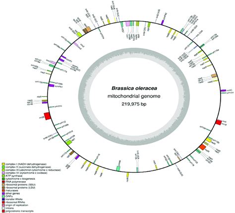 Map Of The Mitochondrial Genome Of B Oleracea Var Capitata Boxes On