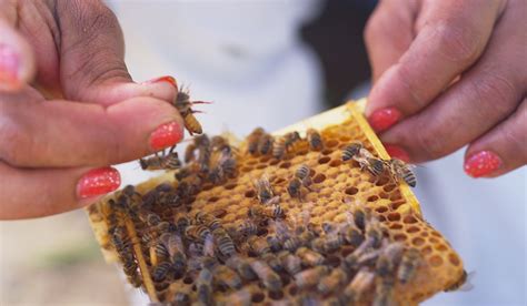 Queen Mating Yards Olivarez Honey Bees Inc