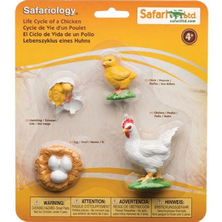Si la poule a été fécondée par le en effet, une poule nécessite bien moins d'entretien qu'un chien ou un chat et, par ses oeufs, elle procure le plaisir d'une nourriture saine de grande. Cycle développement de la poule : oeuf, éclosion, poussin ...