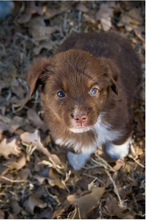 Picture Of Brown Australian Shepherd Puppy