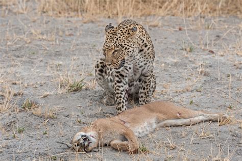 Leopard Vs Cheetah Fight