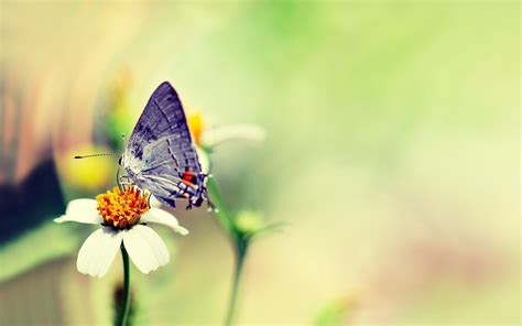 Butterfly Macro Wallpapers Wallpaper Cave