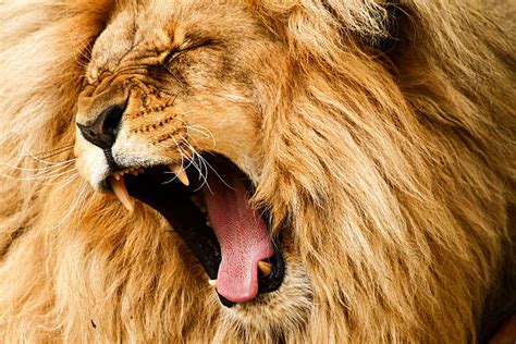 Royalty Free Lion Pictures Images And Stock Photos Istock