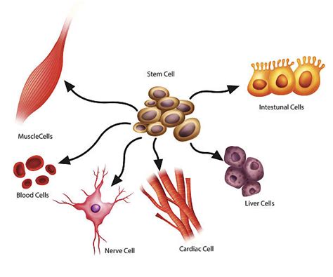 1300 Stem Cells Illustrations Royalty Free Vector Graphics And Clip