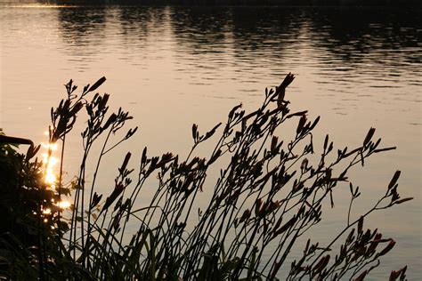 Free Images Tree Nature Outdoor Branch Sun Sunset Sunlight