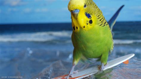 Parakeet Budgie Parrot Bird Tropical 24 Wallpapers Hd