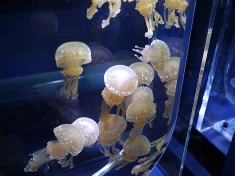 Free Images Jellyfish Coral Invertebrate Reef Aquarium Cnidaria