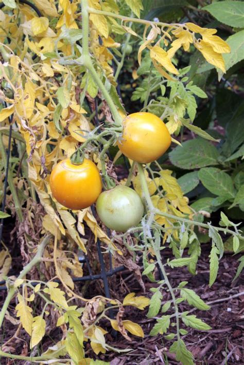 All About Tomato Plants Easy Ways To Plant And How To Care For Them