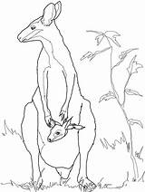 Animal Kangaroo Template Australian Wallaby Coloring Templates Colouring Pages Baby Animals Drawing Outline Mother Drawings Printable Shapes Crafts Kids Rock sketch template